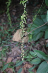 Pleurolobus gangeticus