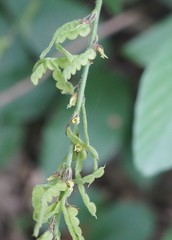Pleurolobus gangeticus