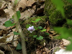 Viola rostrata