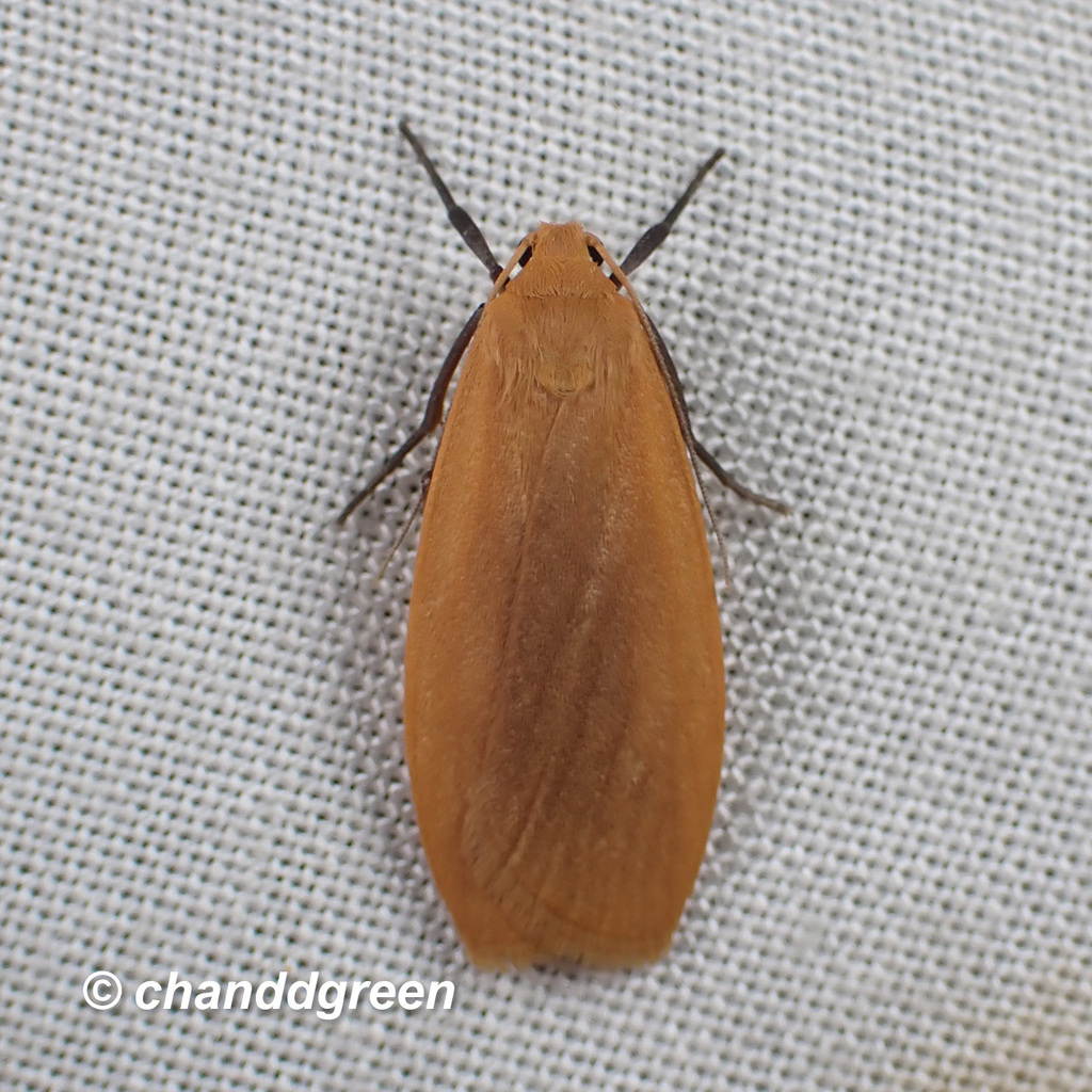 Manulea fuscodorsalis