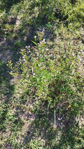 Image of Chromolaena ivifolia by no rights reserved