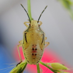 Oebalus
