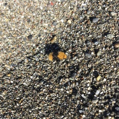 Dasymutilla californica