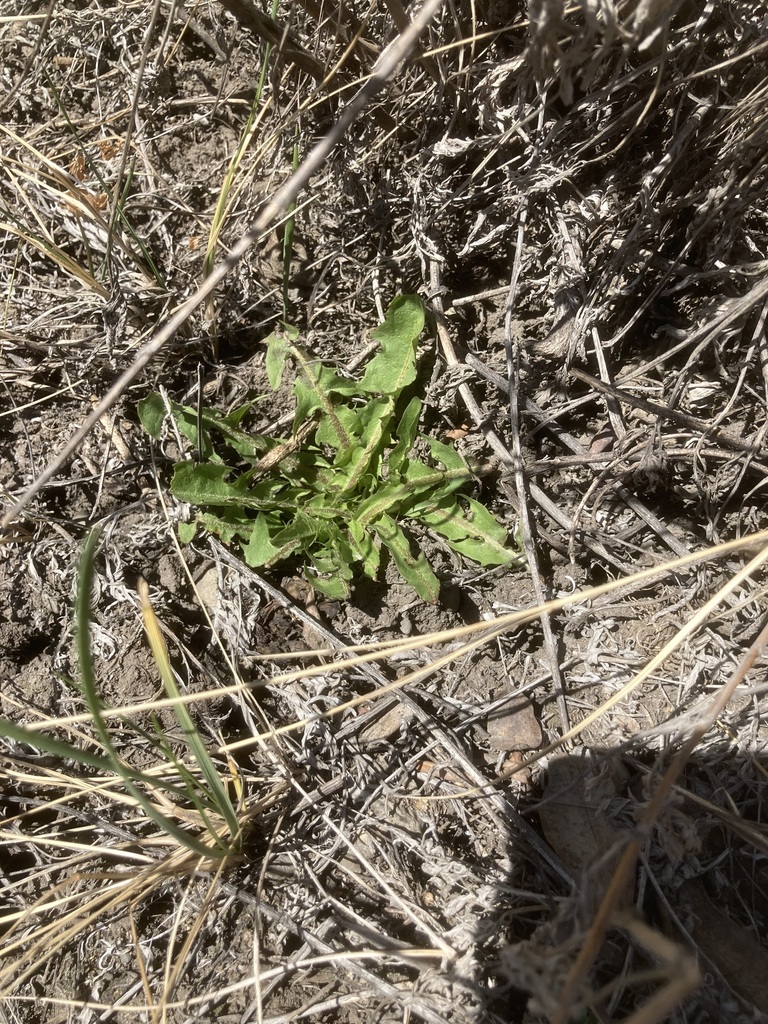 common dandelion from Northeast Calgary, Calgary, AB, Canada on April ...