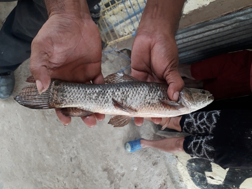 Tiger fish (Hoplias microlepis) — Erythrinidae — 2