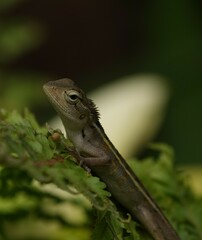 Eastern Garden Lizard photo 3