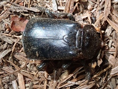 Nicrophorus nigrita