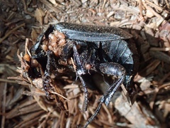 Nicrophorus nigrita