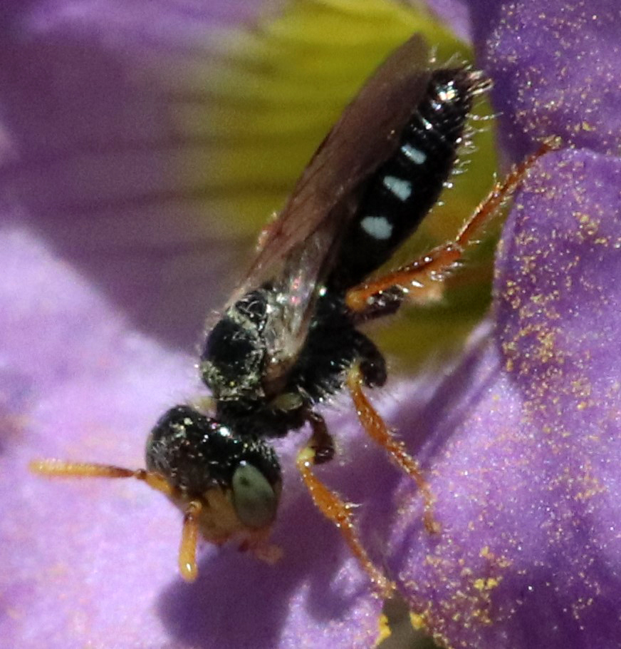 Six-Spotted Fairy Bee
