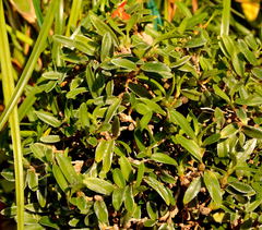 Maxillaria sophronitis