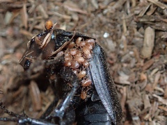 Nicrophorus nigrita