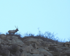 Cervus canadensis sibiricus
