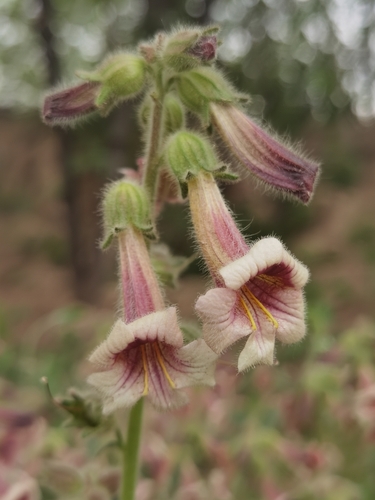 Rehmannia