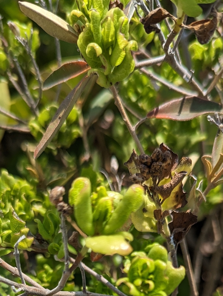 Perhalp Vascular Plants from Middle Caicos, TKCA 1ZZ, Turks and Caicos Islands ...