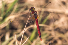 Sympetrum fonscolombii