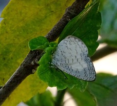 Spalgis lemolea lemolea