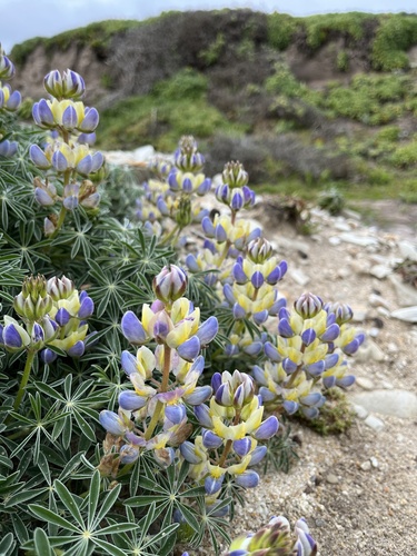 Lupinus variicolor