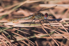 Sympetrum fonscolombii