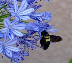 Xylocopa
