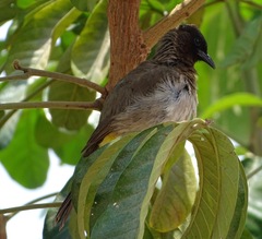 Pycnonotus barbatus
