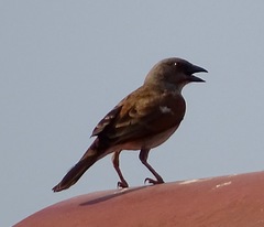 Passer griseus