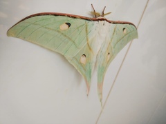 Actias selene