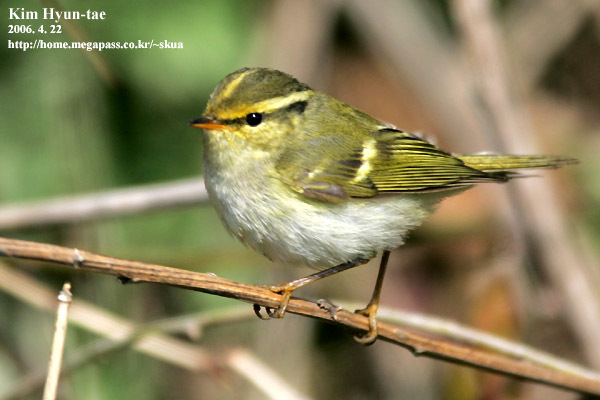 Pallas's Leaf Warbler