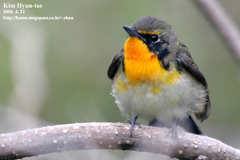 Ficedula