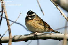 Emberiza tristrami