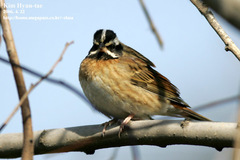 Emberiza tristrami