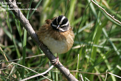 Emberiza tristrami