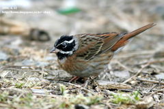 Emberiza tristrami