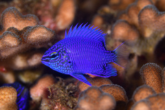 Melanesian Blue Devil photo 5