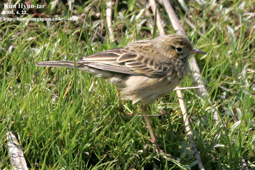 Anthus godlewskii