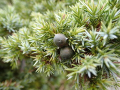 Juniperus formosana