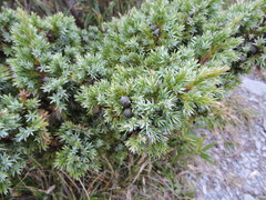 Juniperus formosana