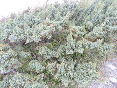 Juniperus formosana