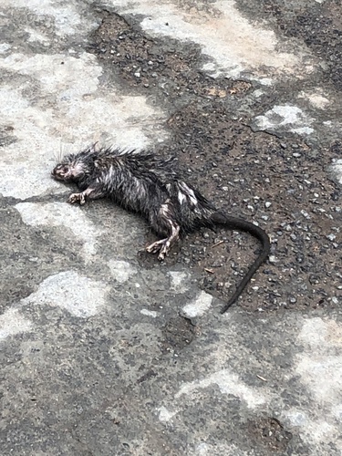 Greater Bandicoot Rat
