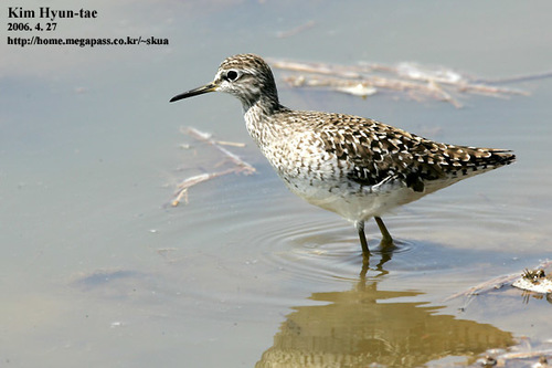 Foto de Wood Sandpiper
