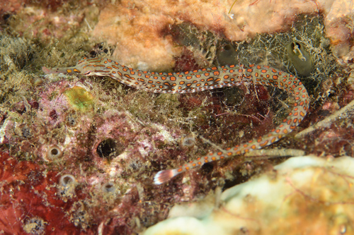 Oogvlek-zeenaald (Corythoichthys ocellatus) — Syngnathidae