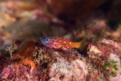 Lantana Dwarf-Goby photo 3