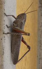 Anacridium aegyptium