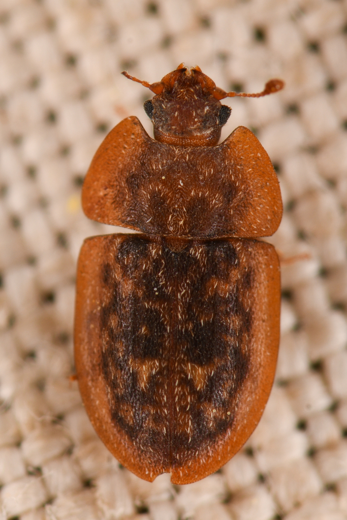 Lobiopa oblonga