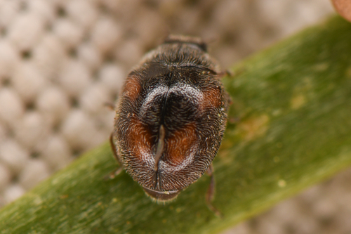 Zagloba ornata