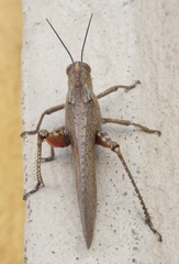 Anacridium aegyptium