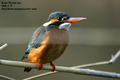 Alcedo atthis bengalensis