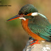 Indian Small Blue Kingfisher - Photo (c) Kim, Hyun-tae, some rights reserved (CC BY), uploaded by Kim, Hyun-tae