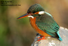 Indian Common Kingfisher - Photo (c) Kim, Hyun-tae, some rights reserved (CC BY), uploaded by Kim, Hyun-tae