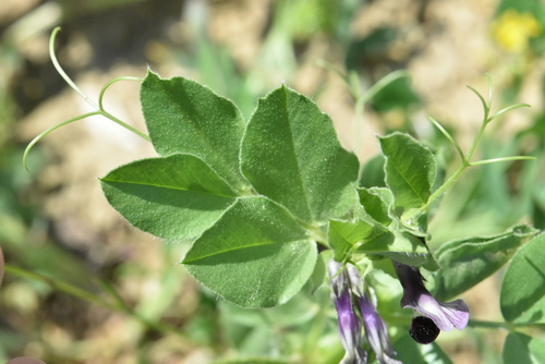 Image of Vicia narbonensis by (c) Марина Садыкова, some rights reserved (CC BY)