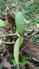 Hoya